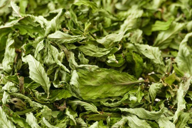 drying mint, drying homemade mint, close-up dried mints,